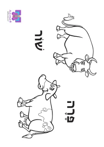 דף צביעה בעלי חיים- פרה ושור