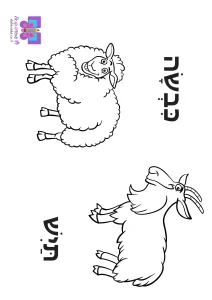דף צביעה בעלי חיים- כבשה ותיש